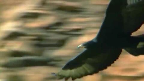 鹰与蛇在线观看,在线观看鹰与蛇的惊险对决 第3张 鹰与蛇在线观看,在线观看鹰与蛇的惊险对决 第3张